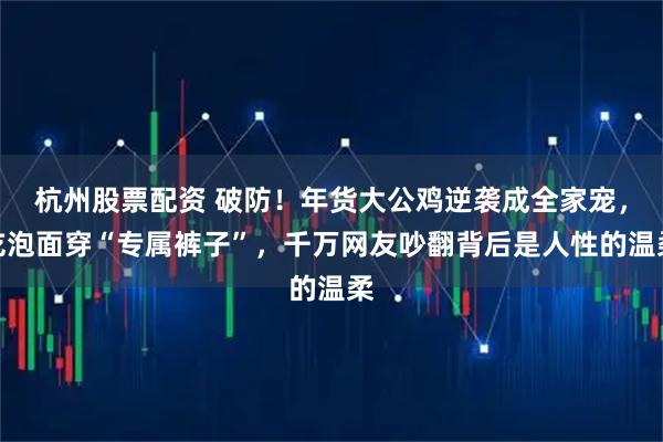 杭州股票配资 破防！年货大公鸡逆袭成全家宠，吃泡面穿“专属裤子”，千万网友吵翻背后是人性的温柔
